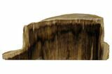 Polished, Petrified Wood (Metasequoia) Stand Up - Oregon #152370-1